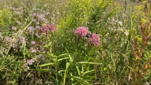 Flores en una pradera cubierta de hierba.